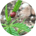 Pamela Vinerba profile picture