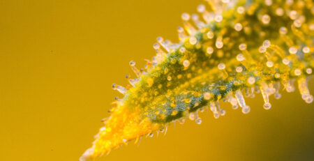 Cannabis flower bud macro super close up