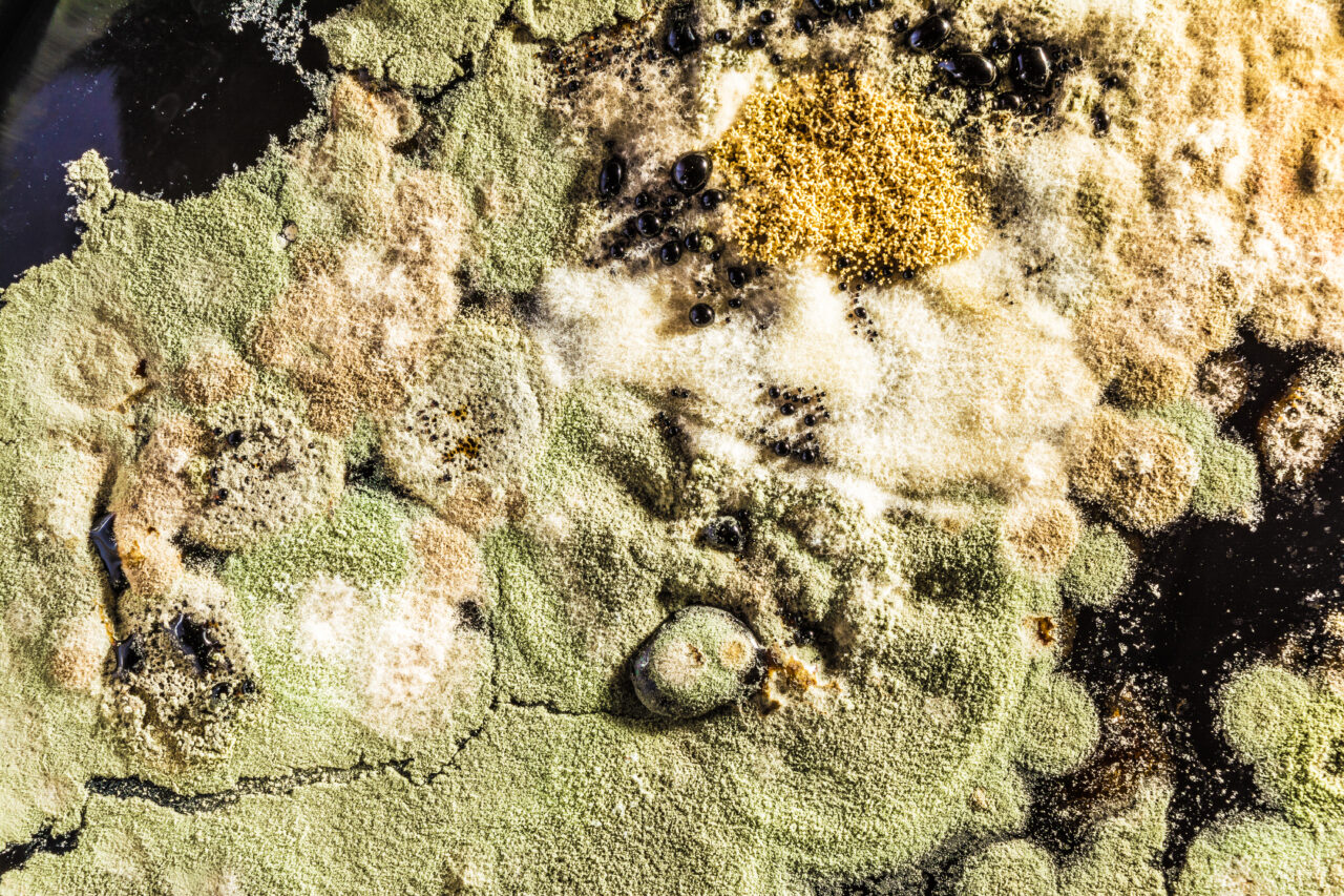 formation of green mold in the Petri dish, abstract microbiological texture on a black base - analisi microbiologiche