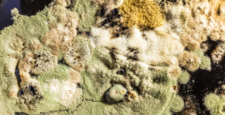 formation of green mold in the Petri dish, abstract microbiological texture on a black base